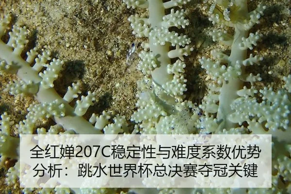 全红婵207C稳定性与难度系数优势分析：跳水世界杯总决赛夺冠关键