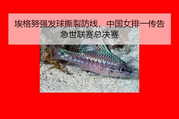 ai-ge-nu-qiang-fa-qiu-si-lie-fang-xian-zhong-guo-nv-pai-yi-chuan-gao-ji-shi-lian-sai-zong-jue-sai-2-651.jpg